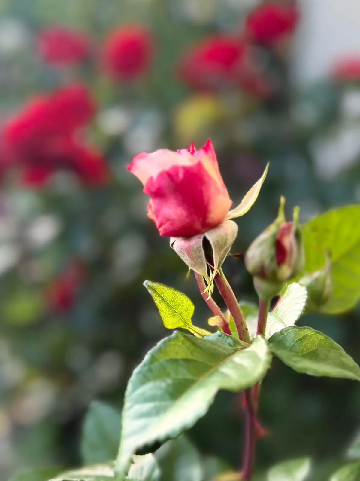 Sveikinimai klubo pirmininkui Vladimirui Plotkinui gimimo dienos proga