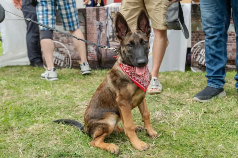 Jūros šventė 2024 - 3